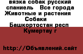 вязка собак русский спаниель - Все города Животные и растения » Собаки   . Башкортостан респ.,Кумертау г.